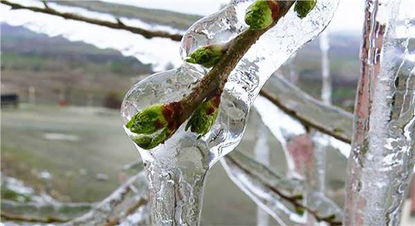 Meteoroloji’den ‘Zirai don’ uyarısı