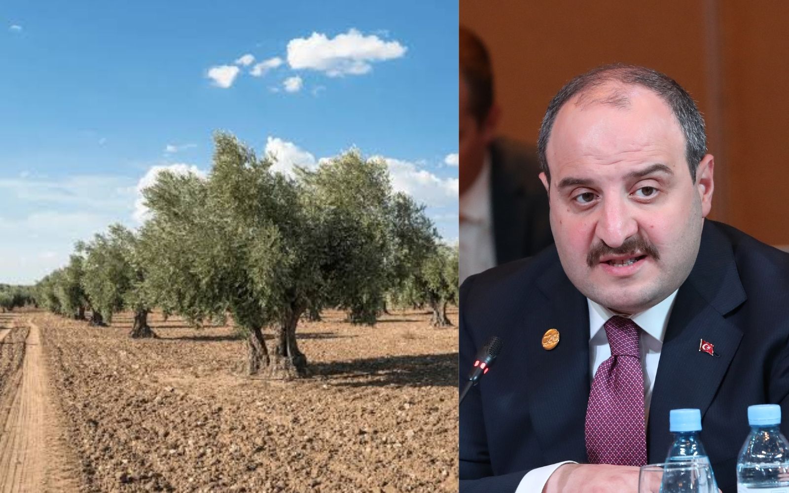 Zeytin yasası dün gece kabul edildi: Milas’ta yeşile ve zeytine veda!