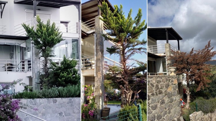 Site yöneticisi bunu yaparsa? Manzarası için ağaç kuruttu, kesti! Kediler yok oldu!