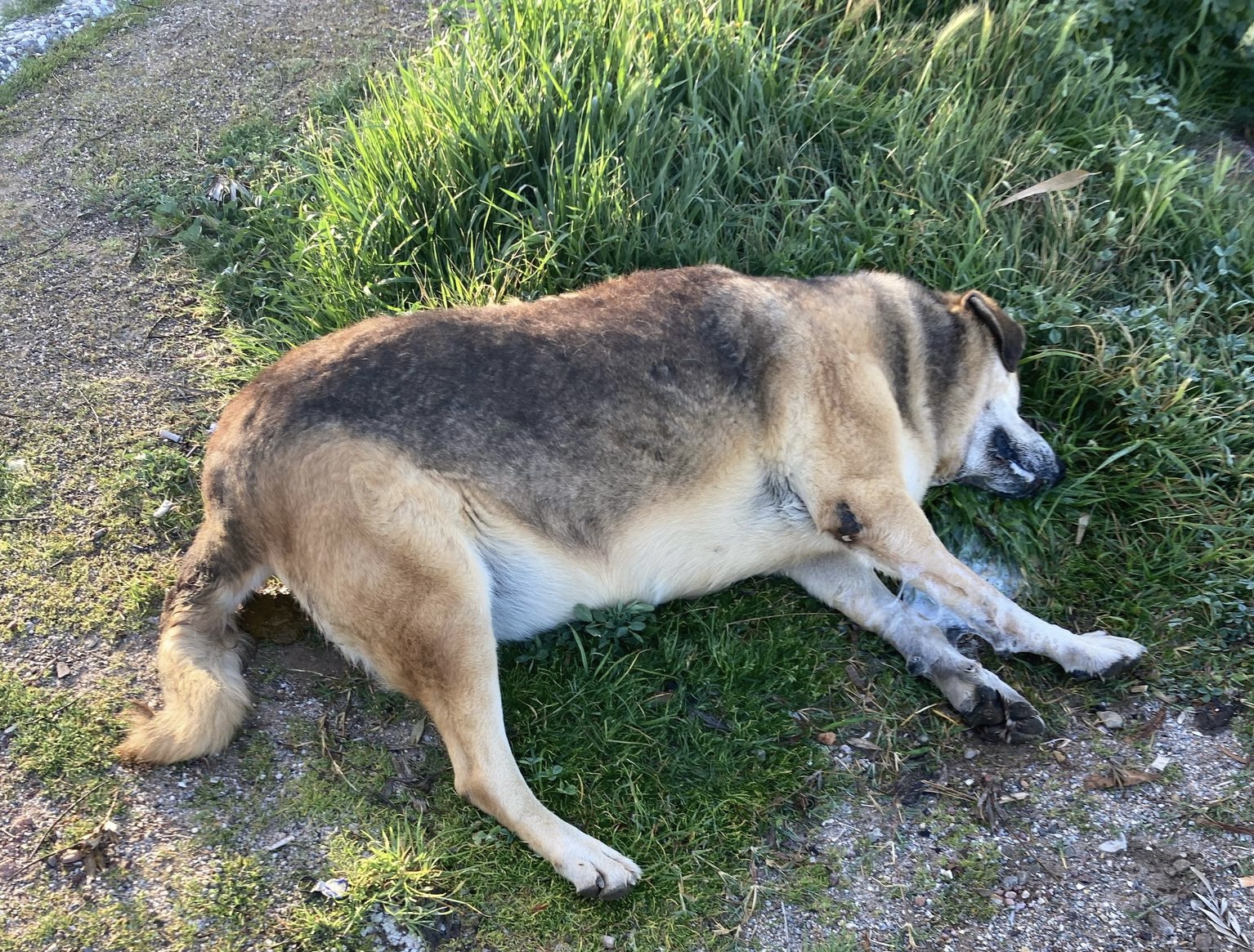 Bodrum Bitez’de zehirlenen 2 köpek, yaşamını yitirdi!
