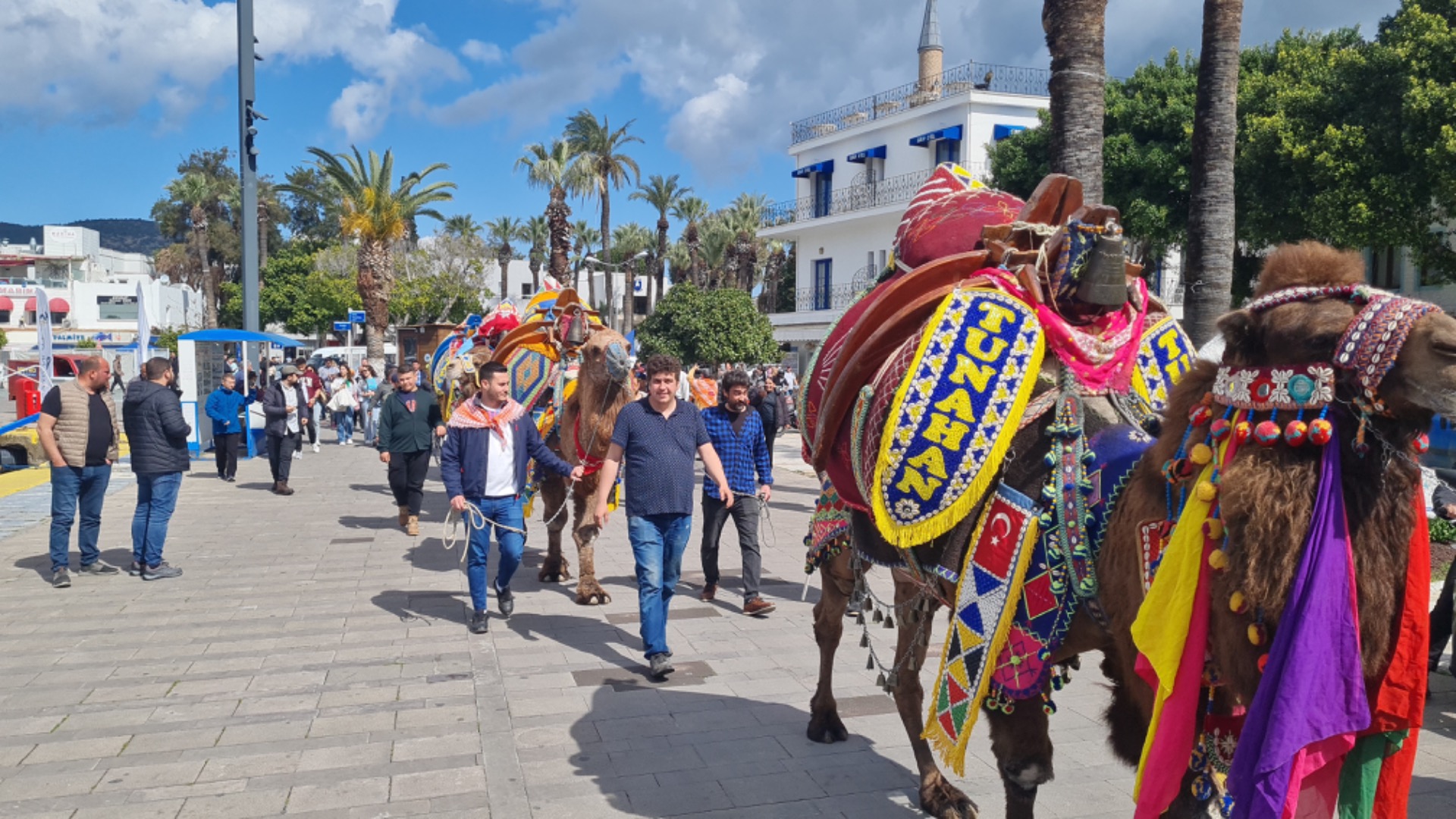 Bu hafta sonu Bodrum’da ‘deve güreşi’ var 
