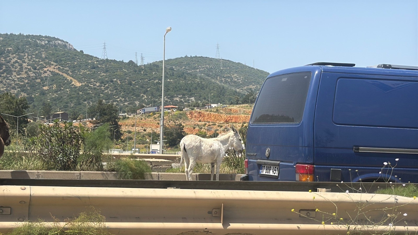 Eşekler trafiği birbirine kattı