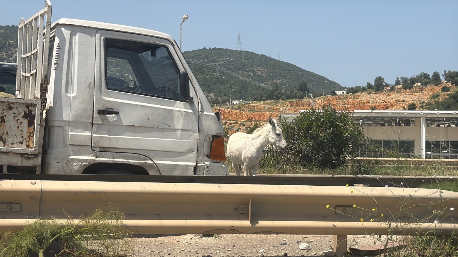 Eşekler trafiği birbirine kattı