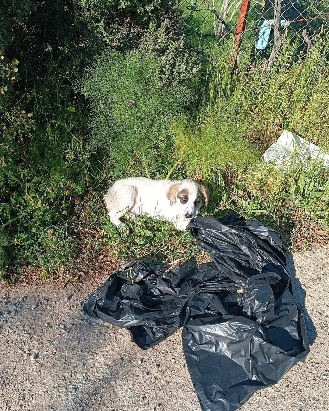  Yavru köpeği ağzı bağlı poşete koyup yol kenarına atmışlar