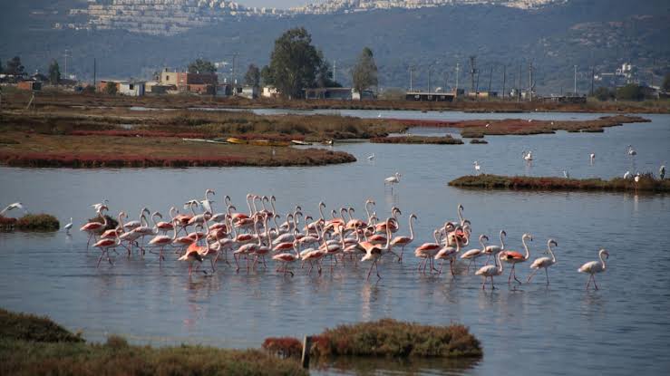 Ağaoğlu kaybetti Bargilya antik kenti ve flamingolar kazandı