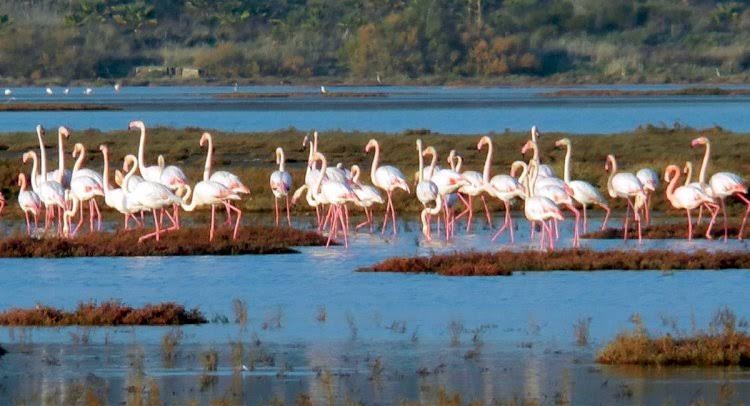 Ağaoğlu kaybetti Bargilya antik kenti ve flamingolar kazandı