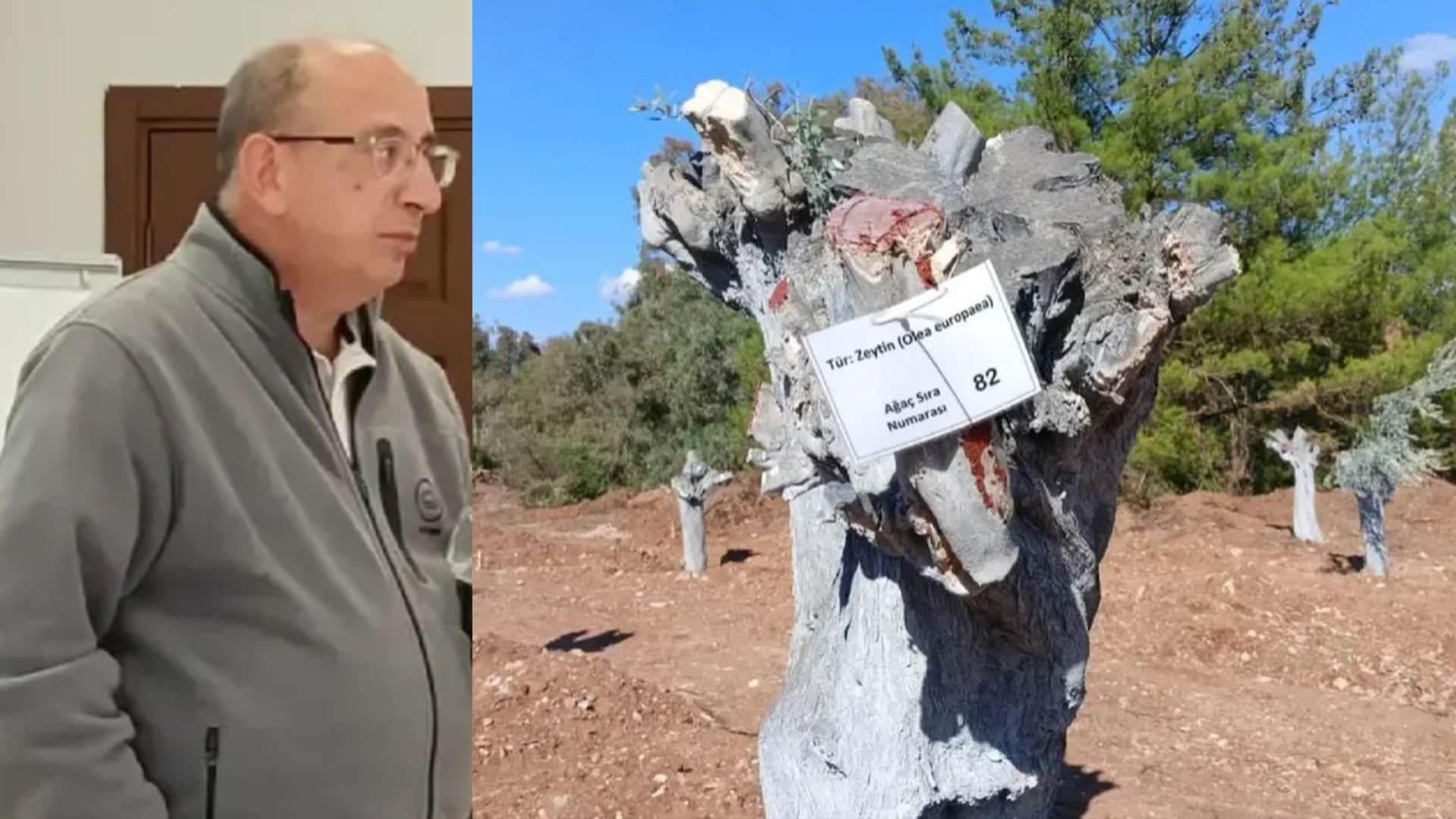 Akbelen’den sökülen zeytinler, yoğun bakımda, ölmek üzere! ‘48.000 zeytin ağacı sökülecek!’