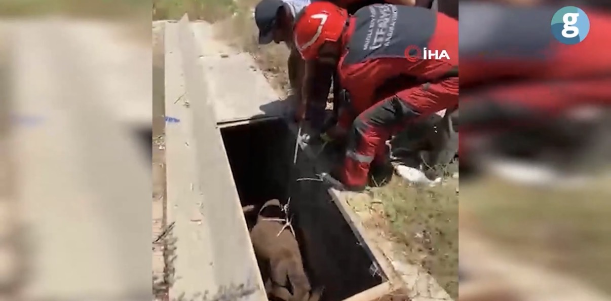 Bodrum'da havalandırma boşluğuna düşen eşek kurtarıldı