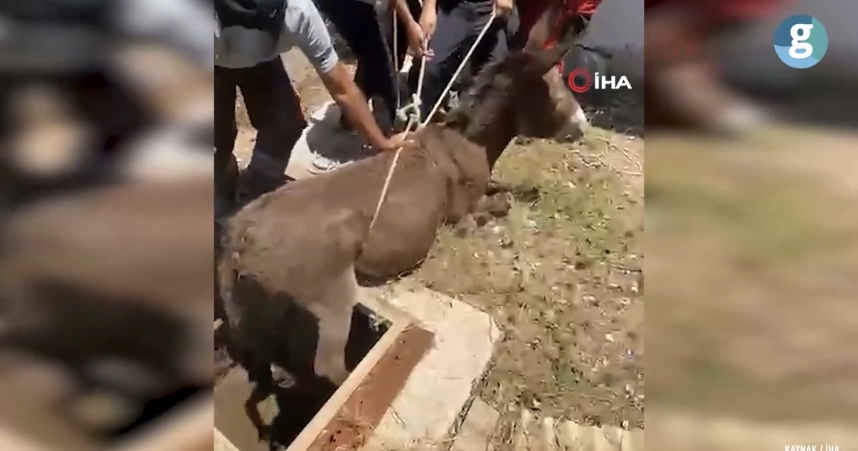 Bodrum'da havalandırma boşluğuna düşen eşek kurtarıldı