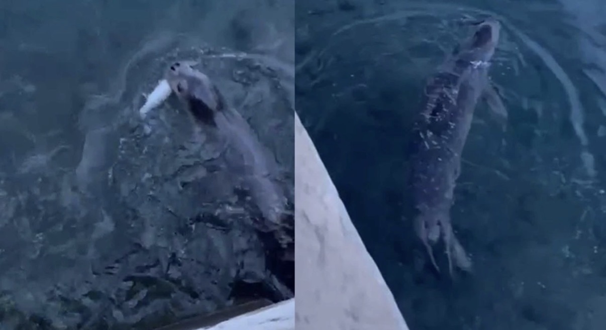 Bodrum'da rıhtımda fok görüntülendi