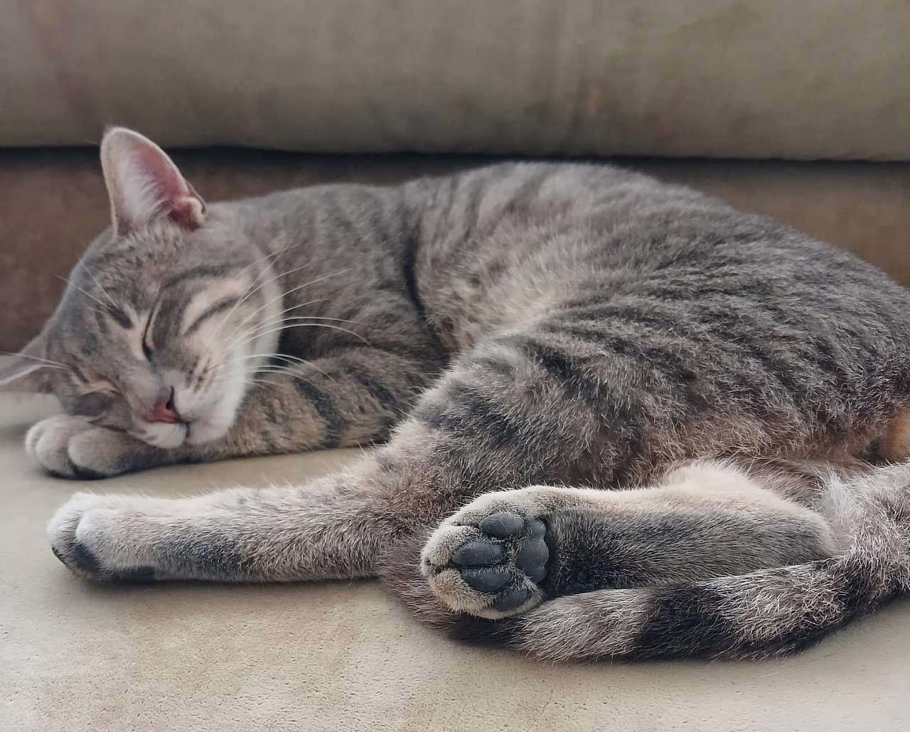 Duman adlı kedinin vahşice katledilmesine tepkiler büyüyor