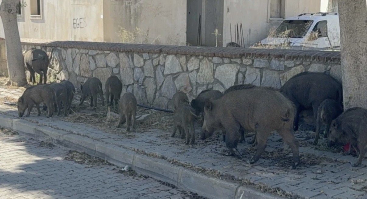 Bodrum’da domuz sürüsü cadde ve sokaklarda görüntülendi