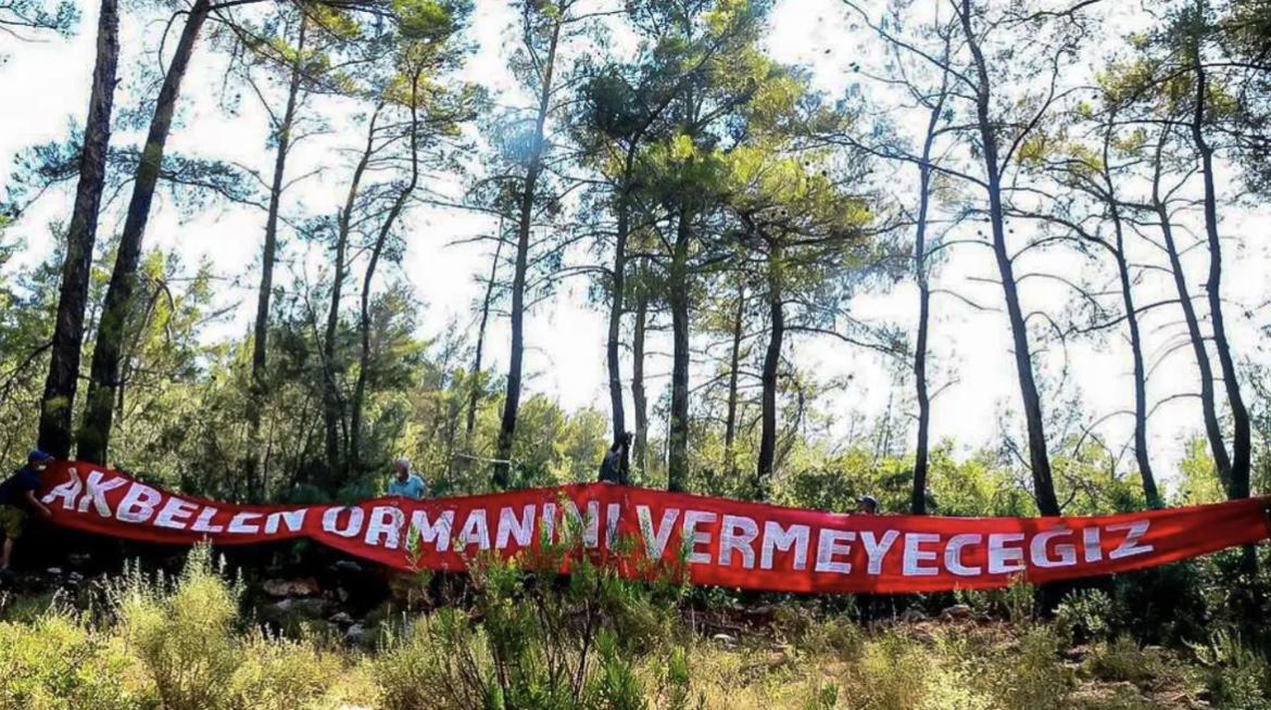 Akbelen’de zeytin kıyımının arkasından AKP'li isim çıktı: 'Bu vahşetin altında imzası var'