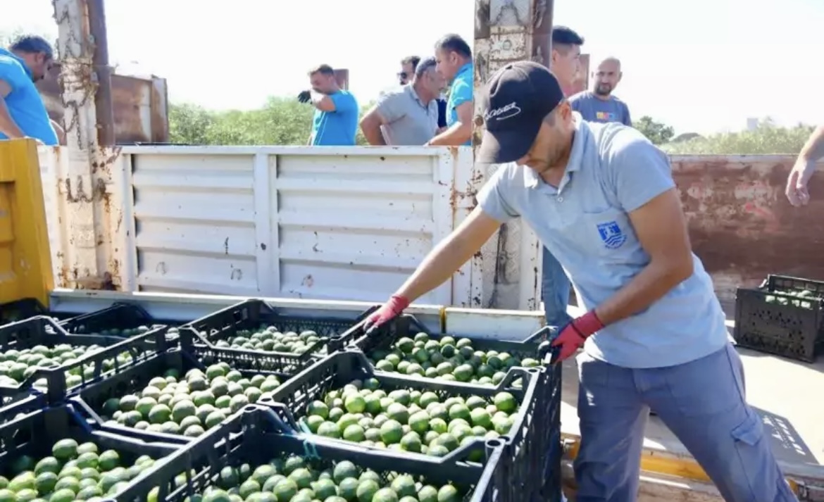 Yeşil altın Bodrum’dan Türkiye’ye yayılıyor! Üreticiye erken hasat desteği