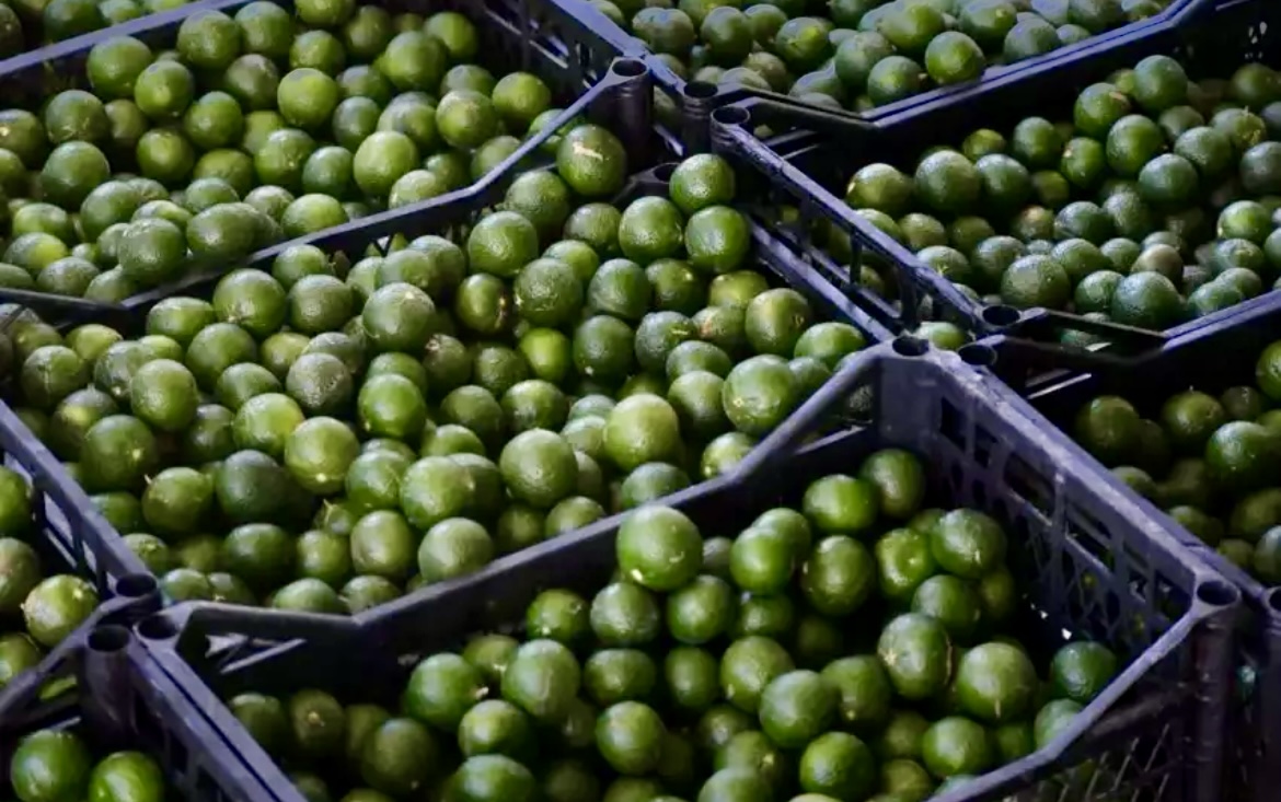 Yeşil altın Bodrum’dan Türkiye’ye yayılıyor! Üreticiye erken hasat desteği