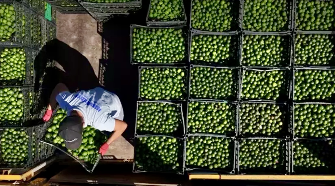 Yeşil altın Bodrum’dan Türkiye’ye yayılıyor! Üreticiye erken hasat desteği