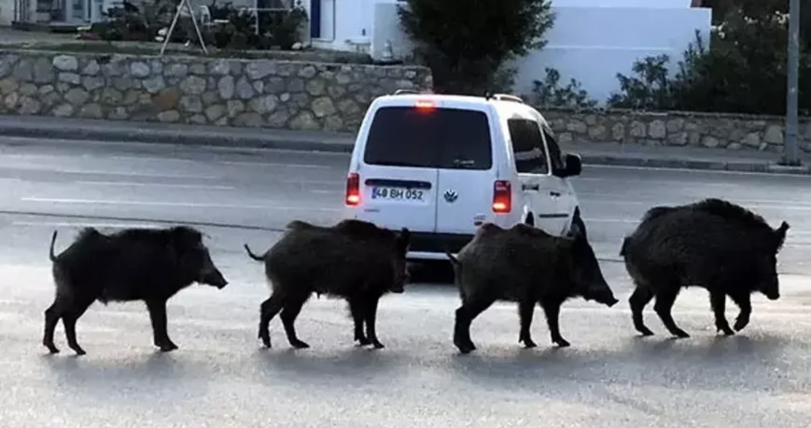 Muğla’da Avcılara Vurulan Her Domuz İçin 5 Kurşun Verilecek