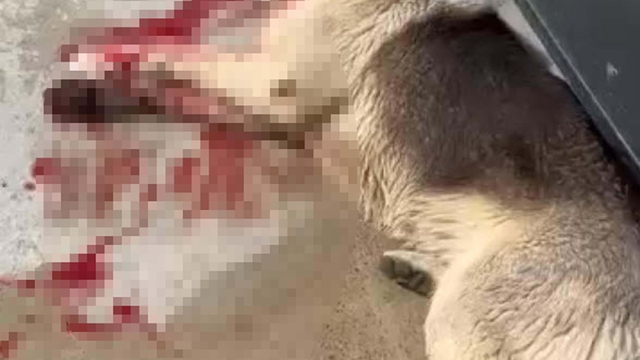 Güvercinlik’te Köpek Katliamında Yeni Gelişme: Zanlı Tutuklandı