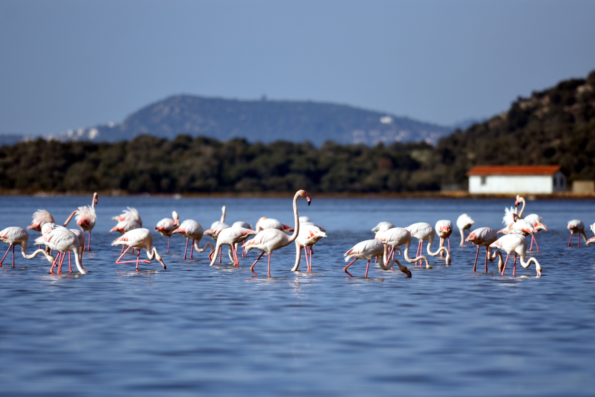 Bodrum ve Muğla'nın milli parkları betona açılıyor