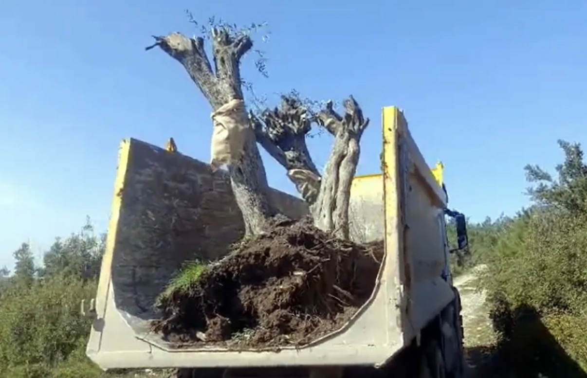 İkizköy Akbelen’den sonra Çamköy’de zeytin kesimi ve sökümü başladı