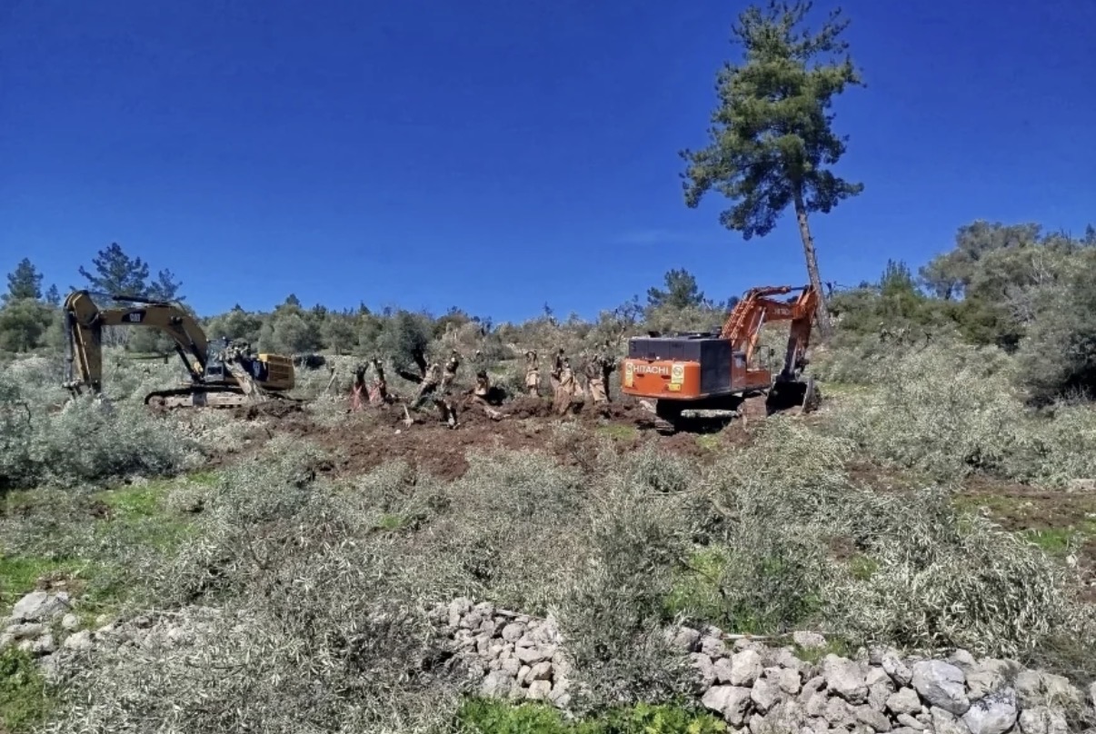 İkizköy Akbelen’den sonra Çamköy’de zeytin kesimi ve sökümü başladı