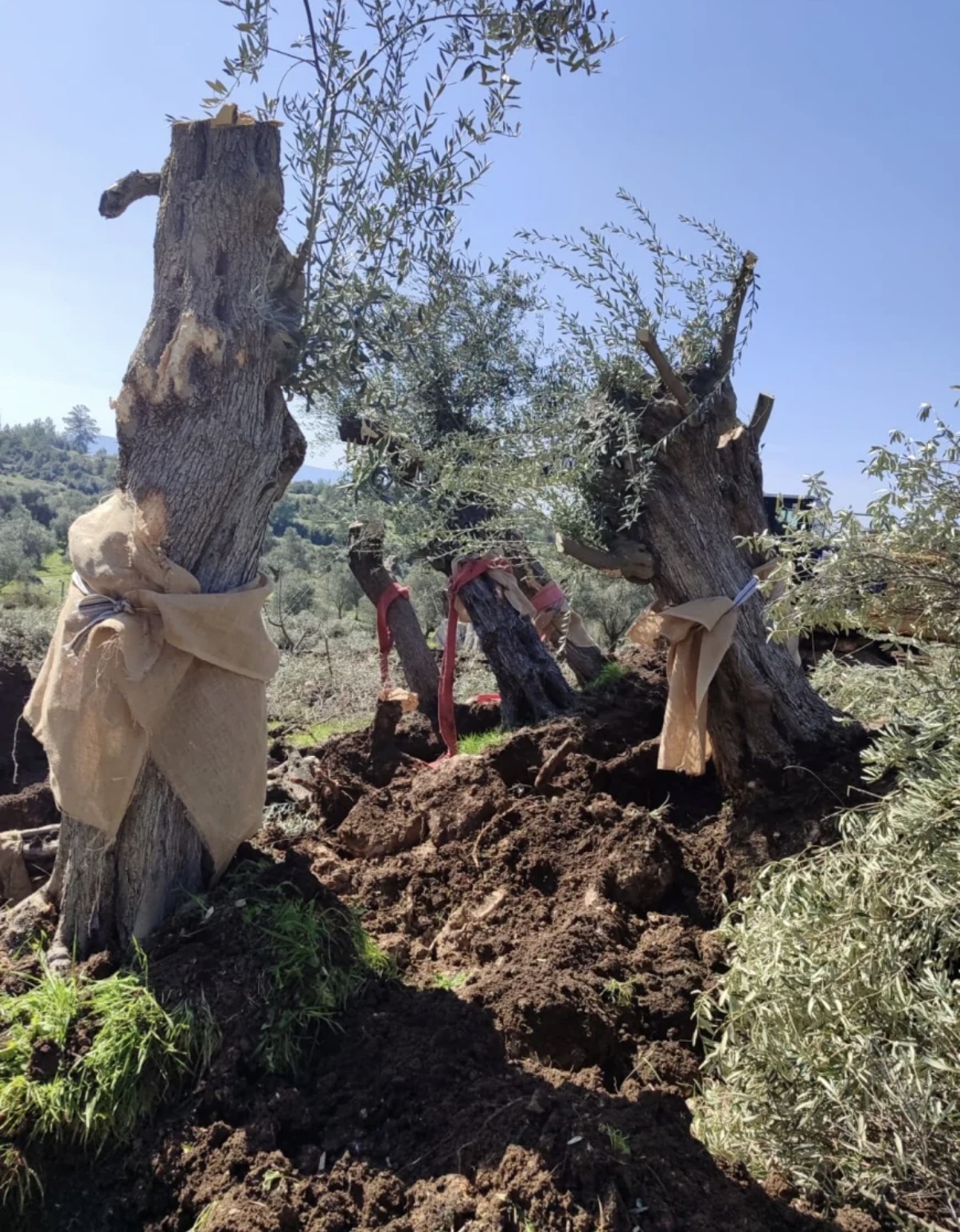 İkizköy Akbelen’den sonra Çamköy’de zeytin kesimi ve sökümü başladı