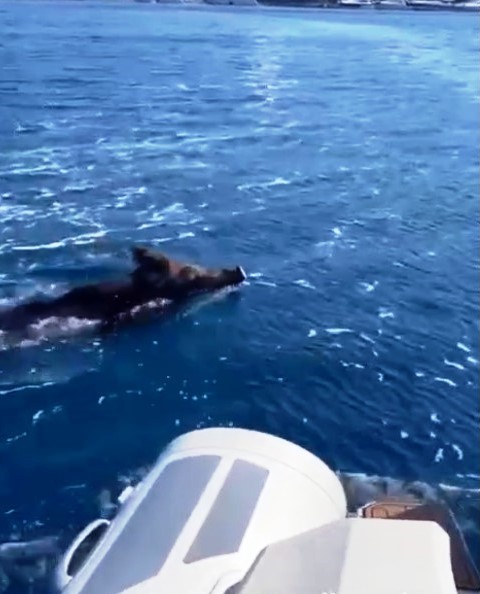 Bodrum'da yüzen domuz görenleri şaşırttı