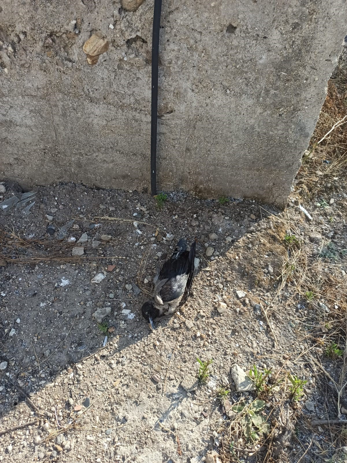Yangına enerji nakil hattına konan kargalar mı neden oldu? 