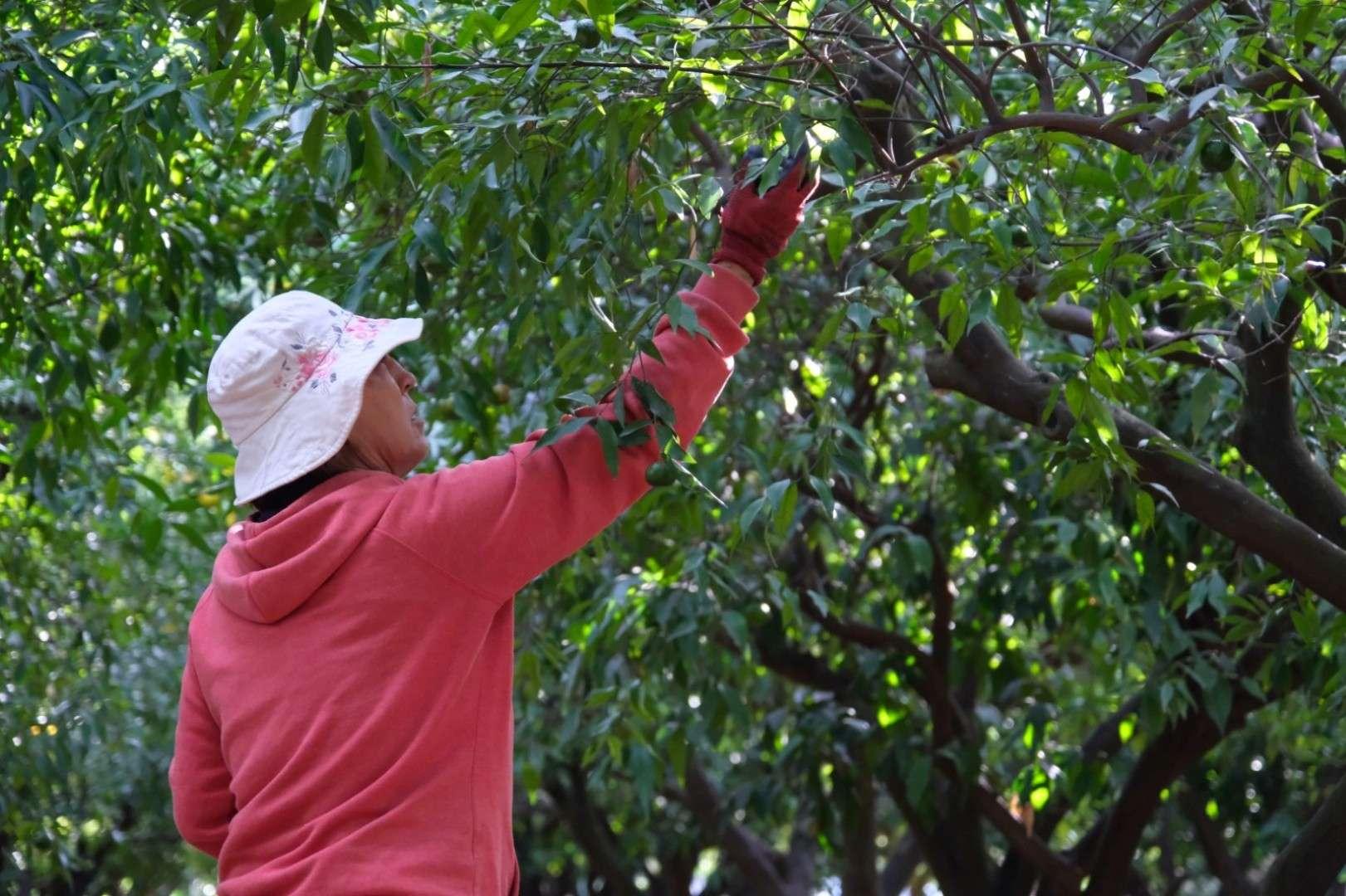 Yeşil Bodrum Mandalini Hasadı Devam Ediyor