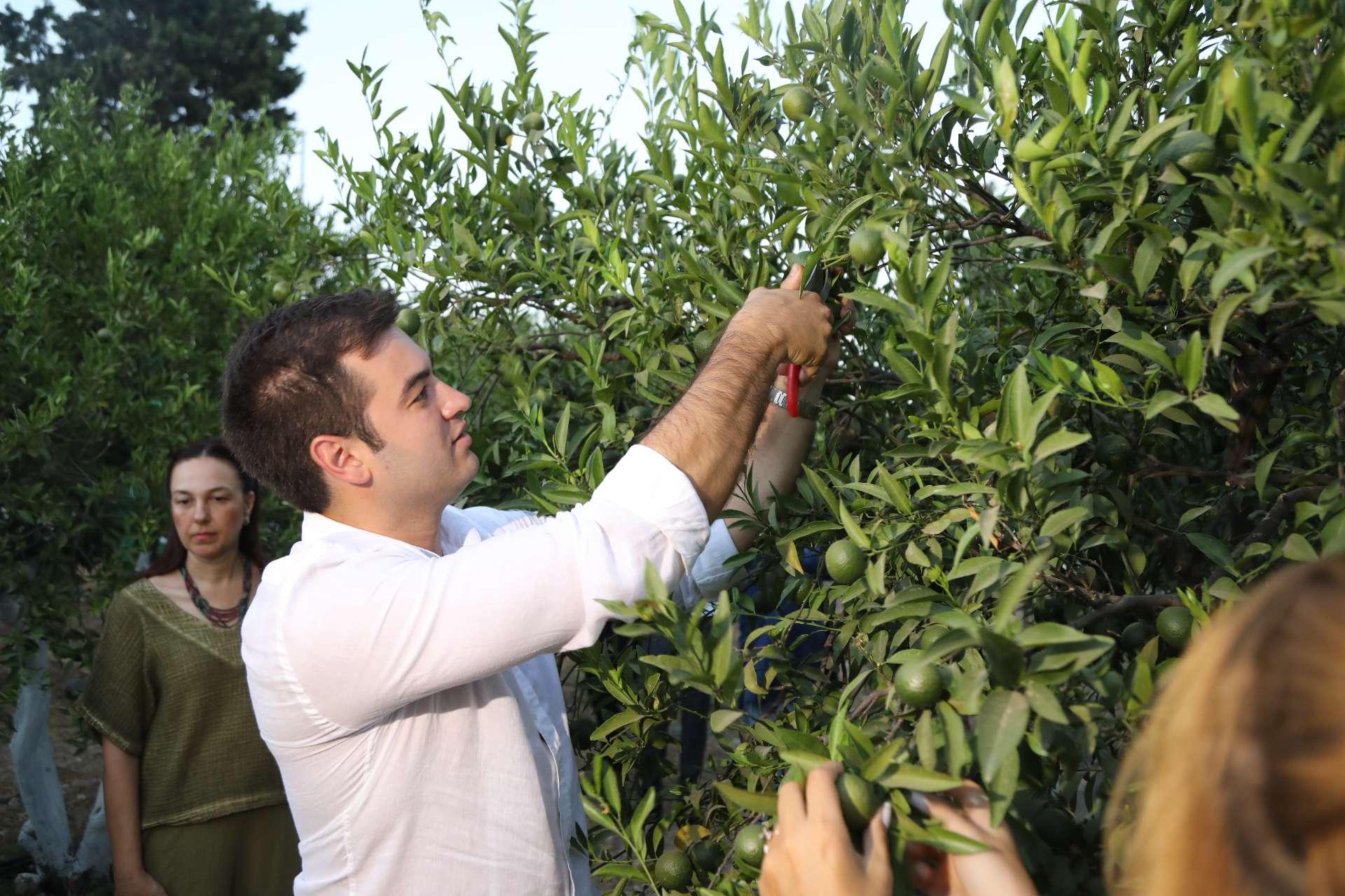 Yeşil Bodrum Mandalini Hasadı Devam Ediyor