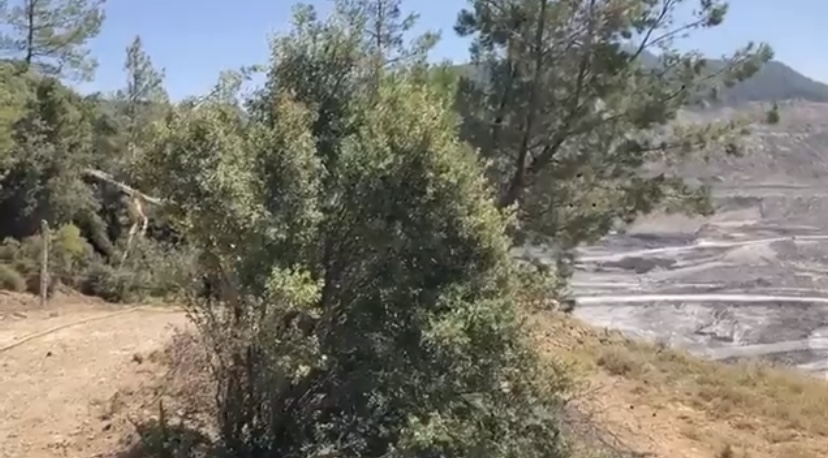 Limak ve IC Holding'in Akbelen Ormanını yok etmek istemelerinin nedeni bu videoda!