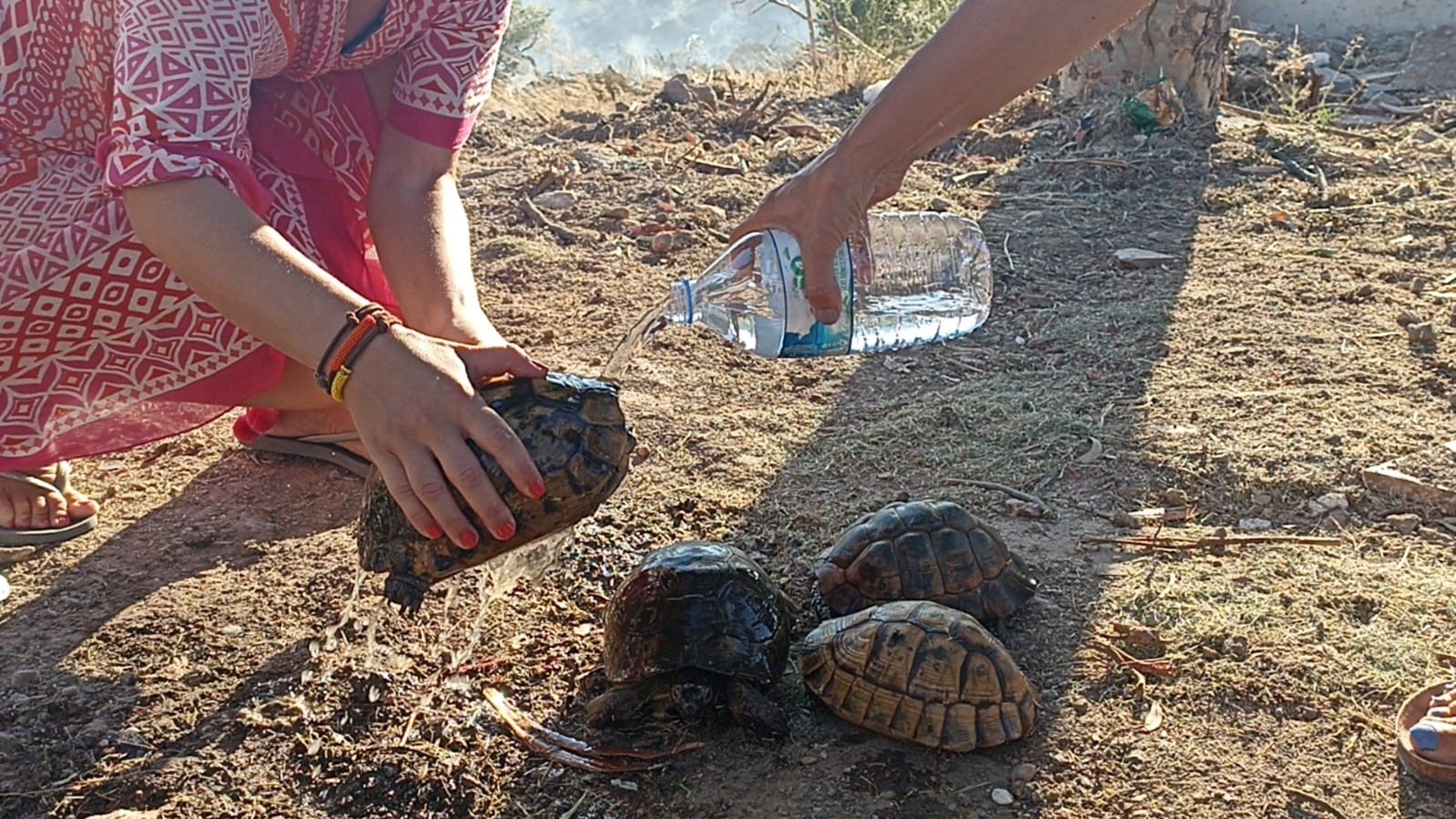 Bodrum’da Ali Kelle Ormanı kül oldu