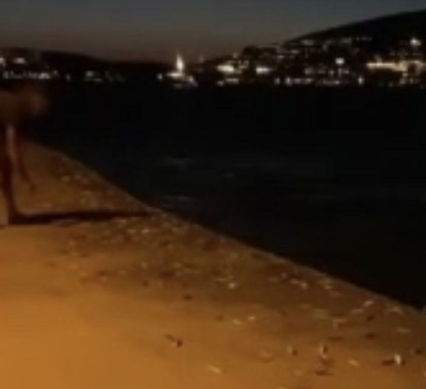 Bodrum’da binlerce balık karaya sıçradı