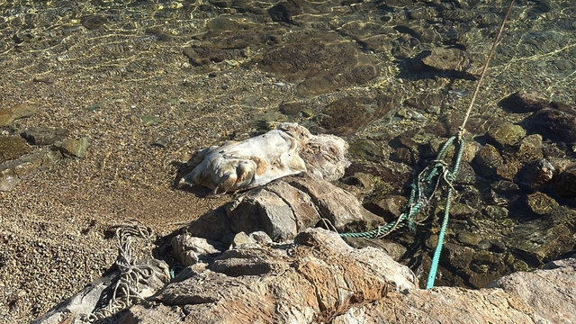 Bodrum sahilinde cansız halde bulunan caretta caretta vinçle kaldırıldı