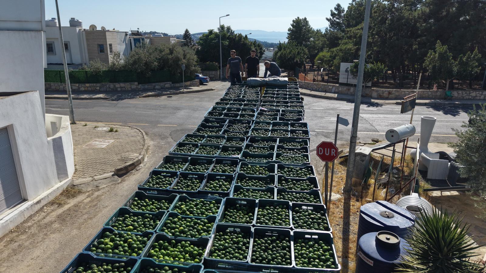 Bodrum Mandalininde Yeşil Hasat Bereketi