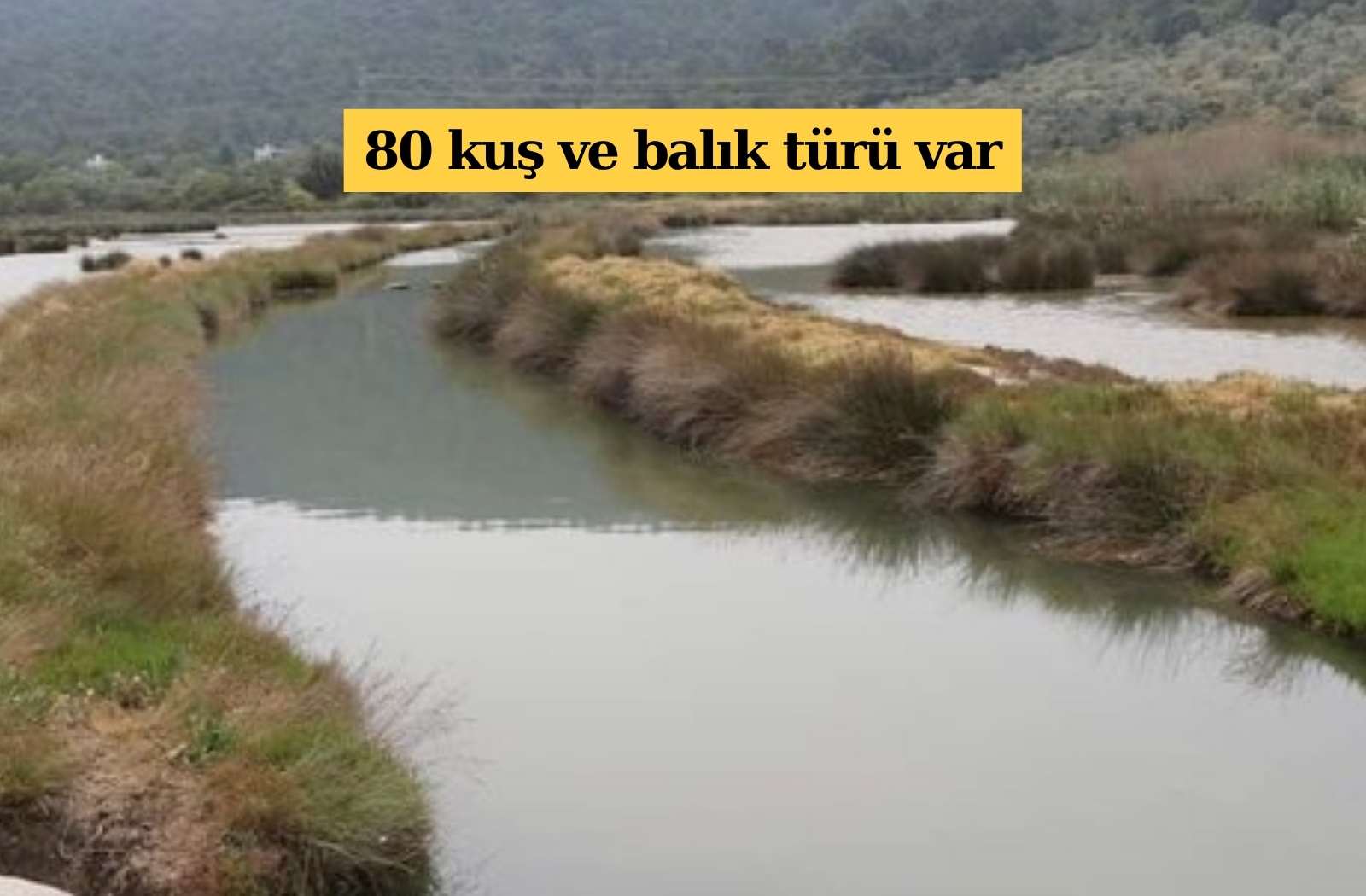 80 kuş ve balık türü var: 'Gölköy Sulak Alan tescil edildi