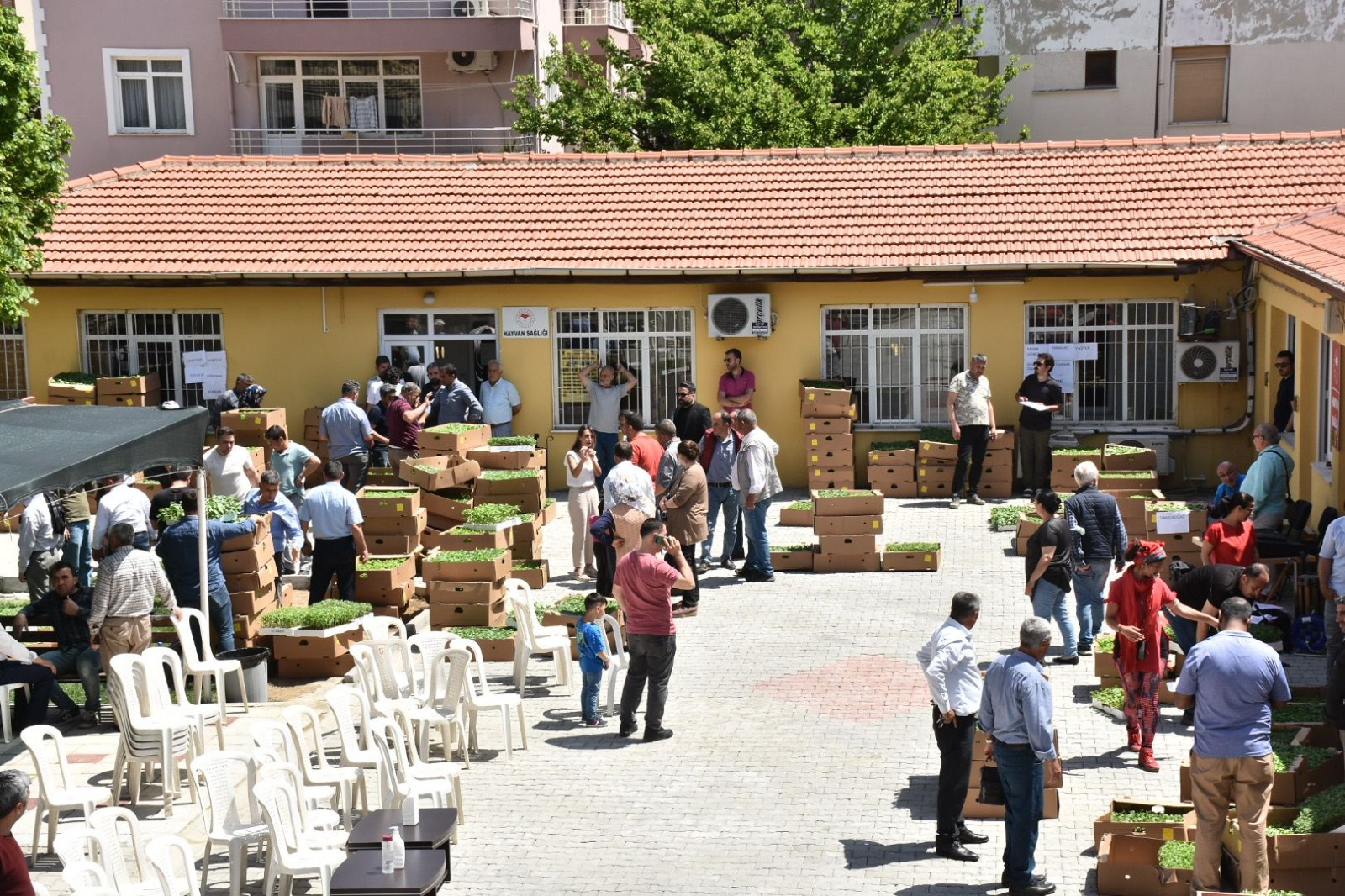 1 MİLYON 153 BİN ATA TOHUMUNDAN FİDE, MUĞLA ÇİFTÇİSİYLE BULUŞTU