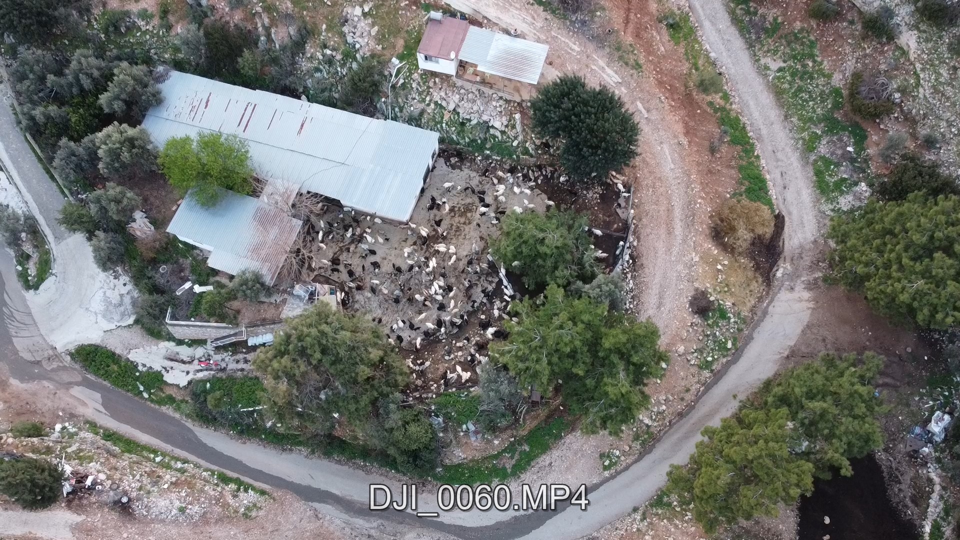 SÜRÜYÜ DRONE İLE GÜDÜYOR...