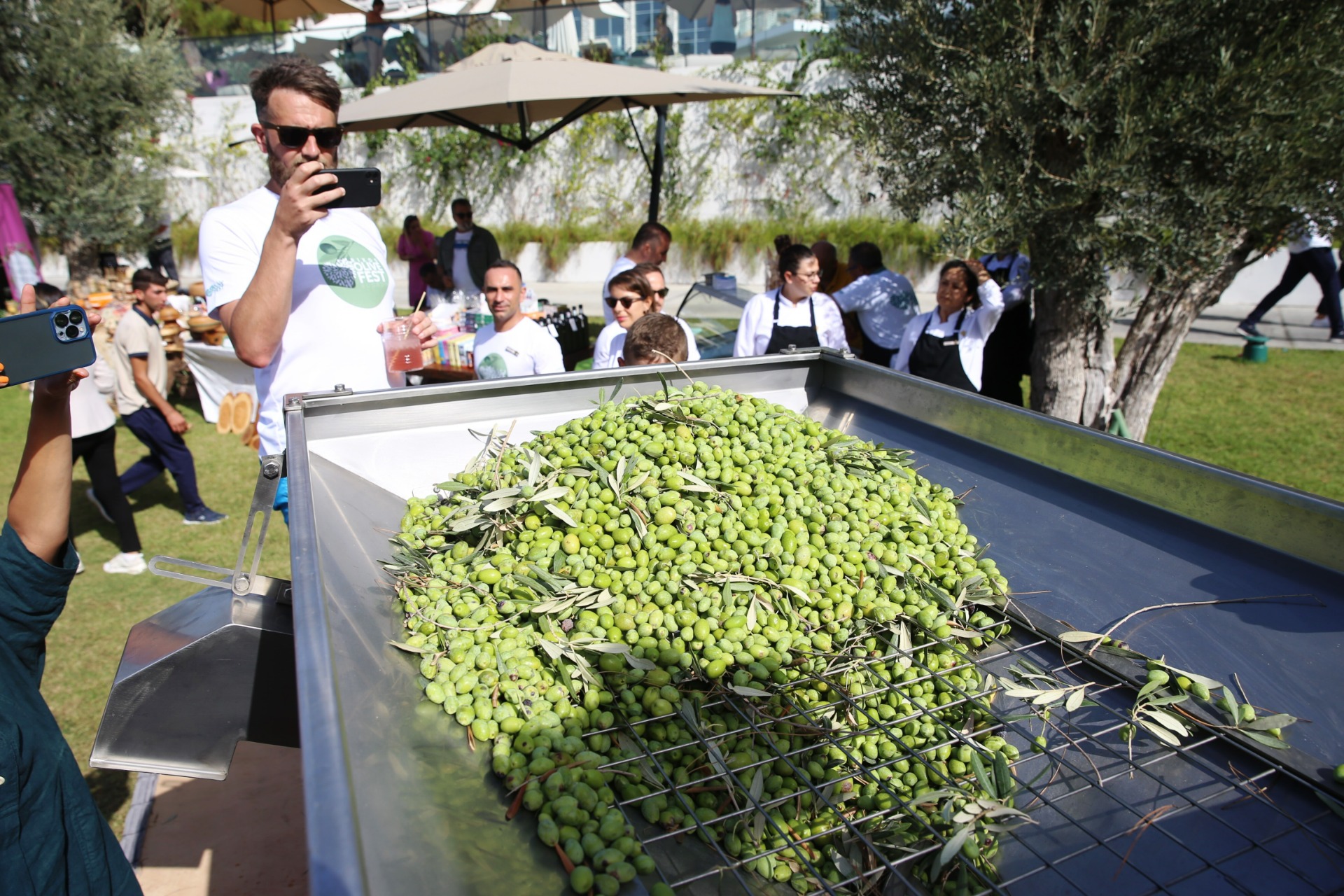 Turistler tatili bırakıp zeytin topladı