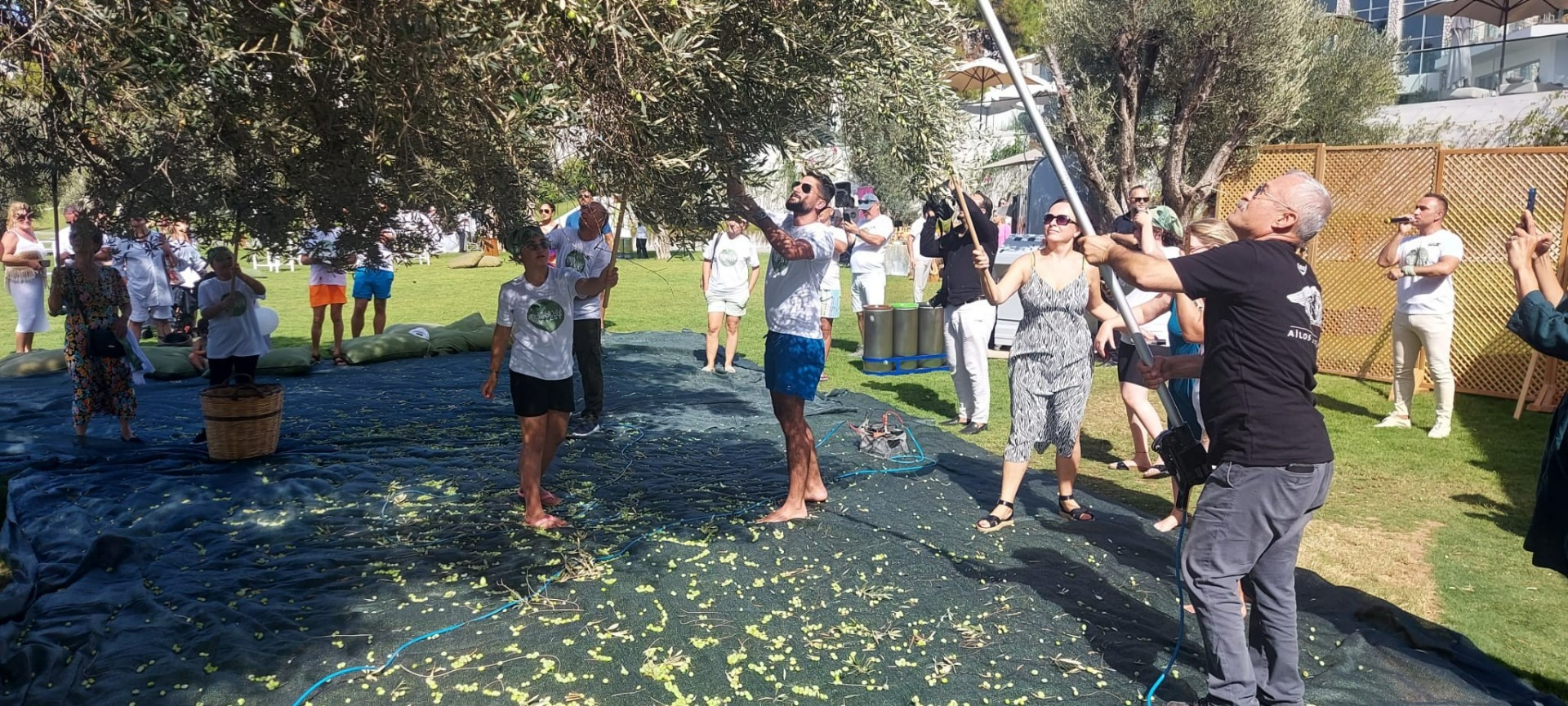 Turistler tatili bırakıp zeytin topladı