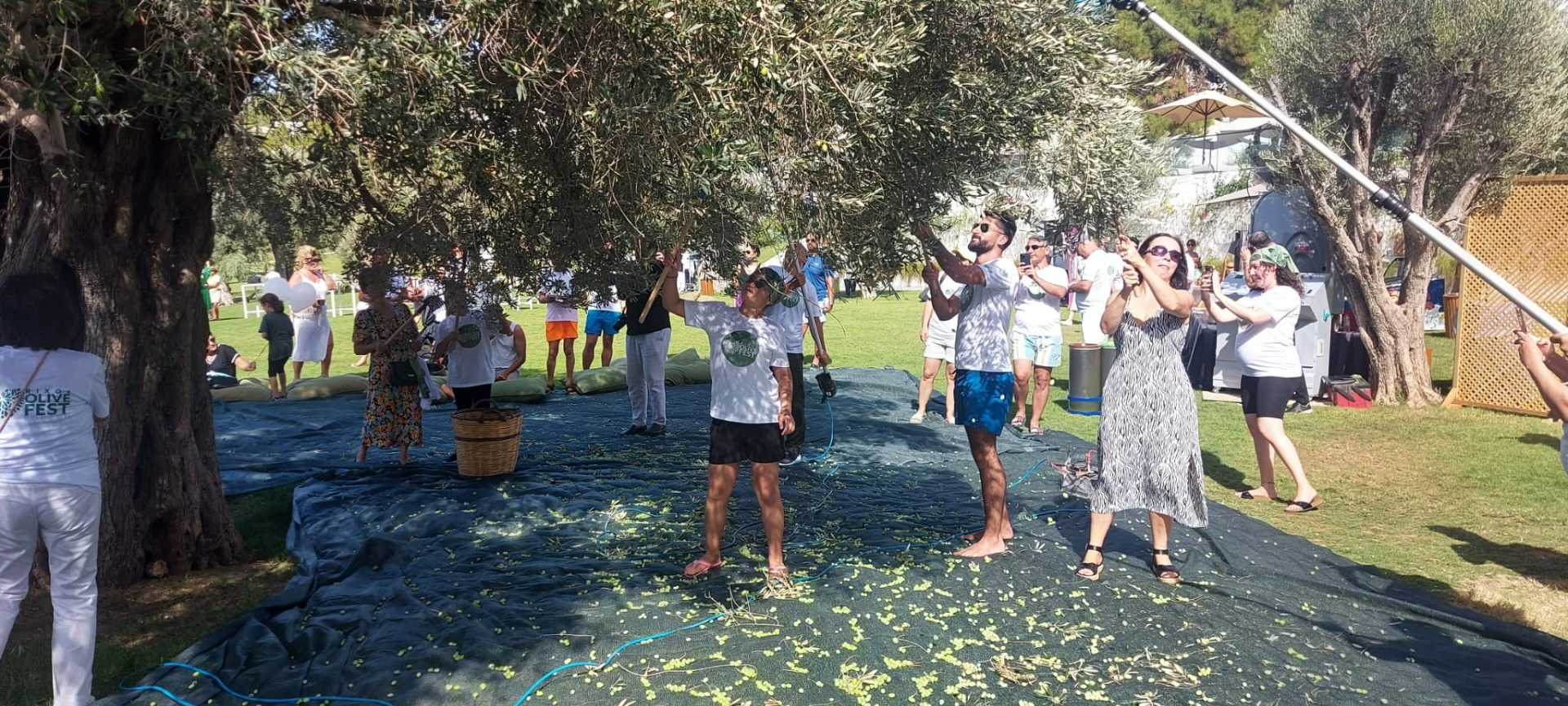 Turistler tatili bırakıp zeytin topladı