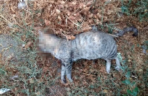 BAĞLA'DA 7 KEDİ ZEHİRLENEREK KATLEDİLDİ!