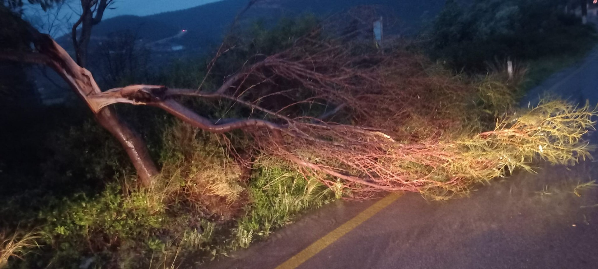 Fırtına Bodrum’da ağaçları devirdi