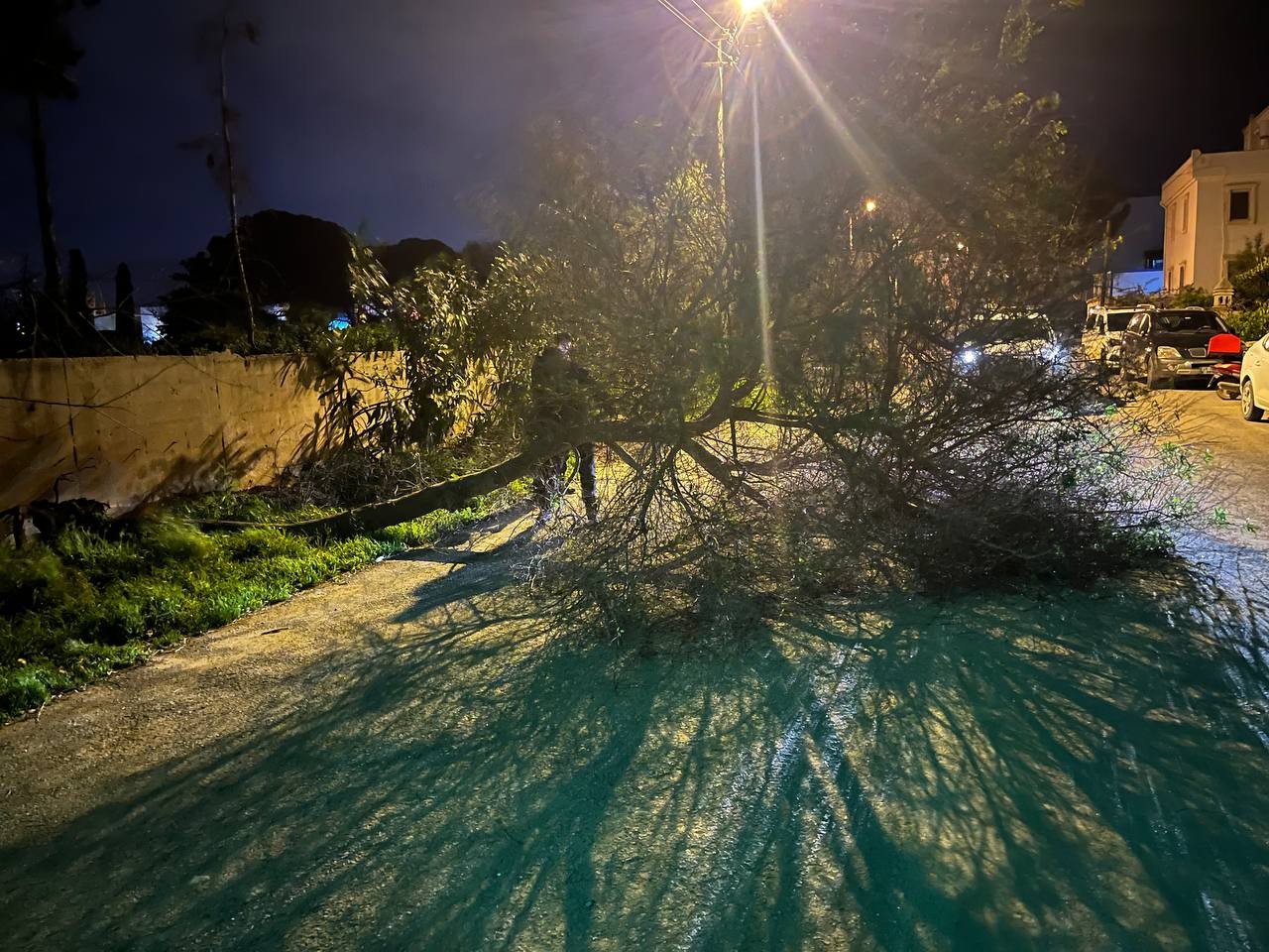 Fırtına Bodrum’da ağaçları devirdi