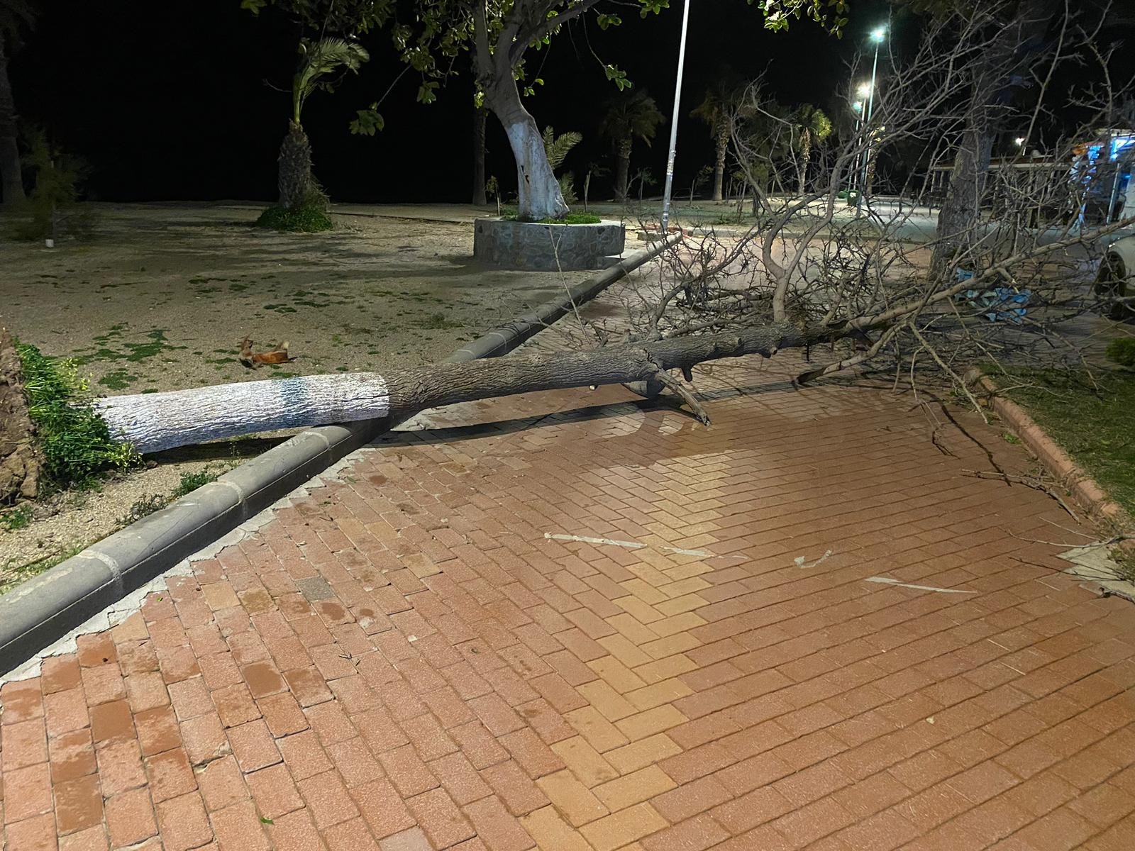 Fırtına Bodrum’da ağaçları devirdi