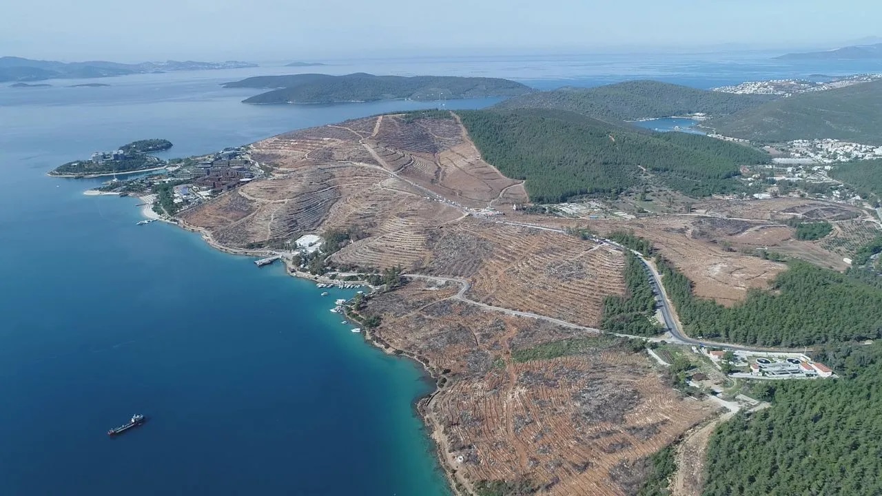 Bodrum'da yanan ormanlar 21 ay sonra yeniden yeşermeye başladı