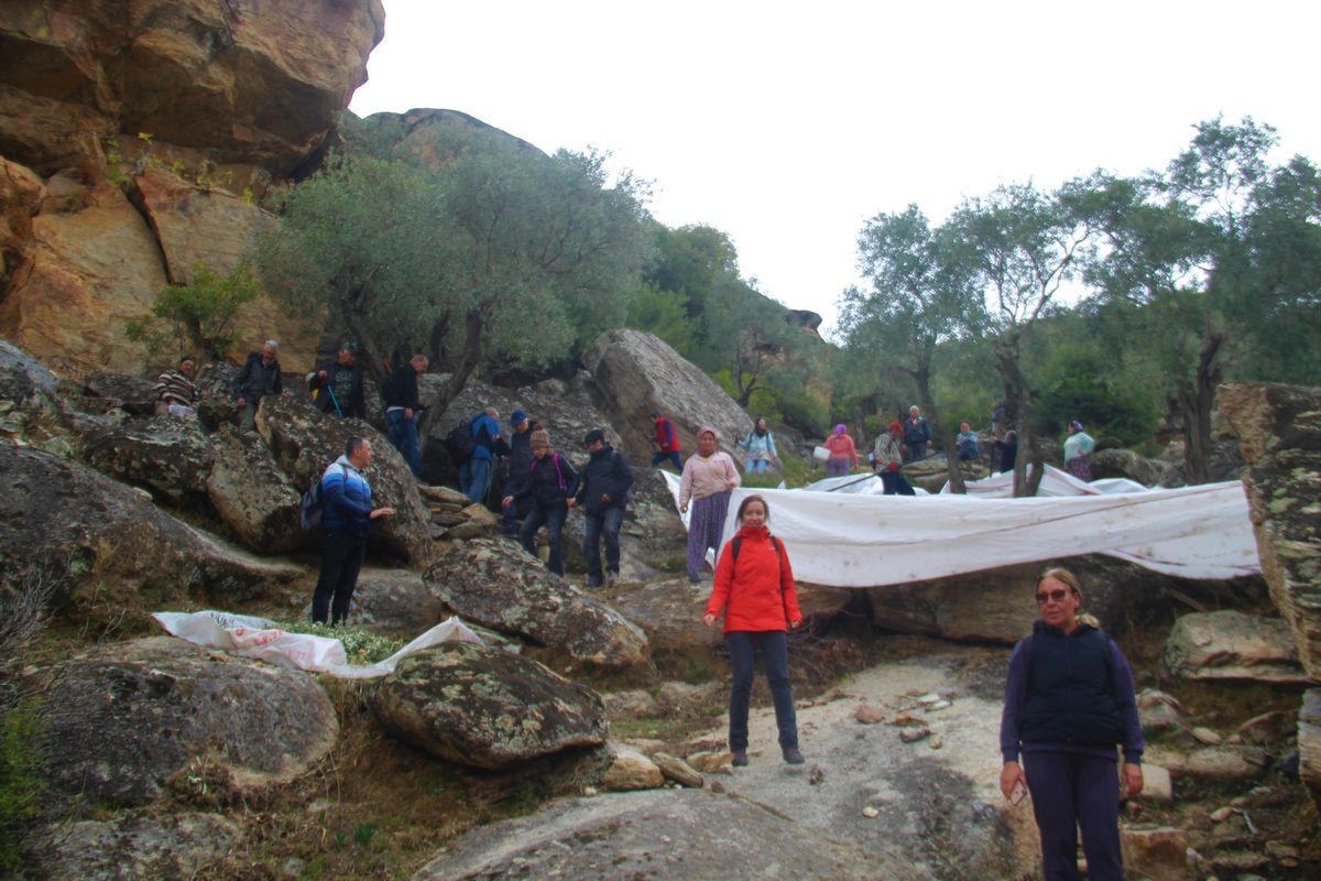 Latmos’ta zeytincilik yapılan yerleşim yerleri harabeye dönüyor