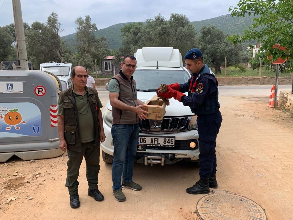 Yaralı baykuşu, jandarma kurtardı