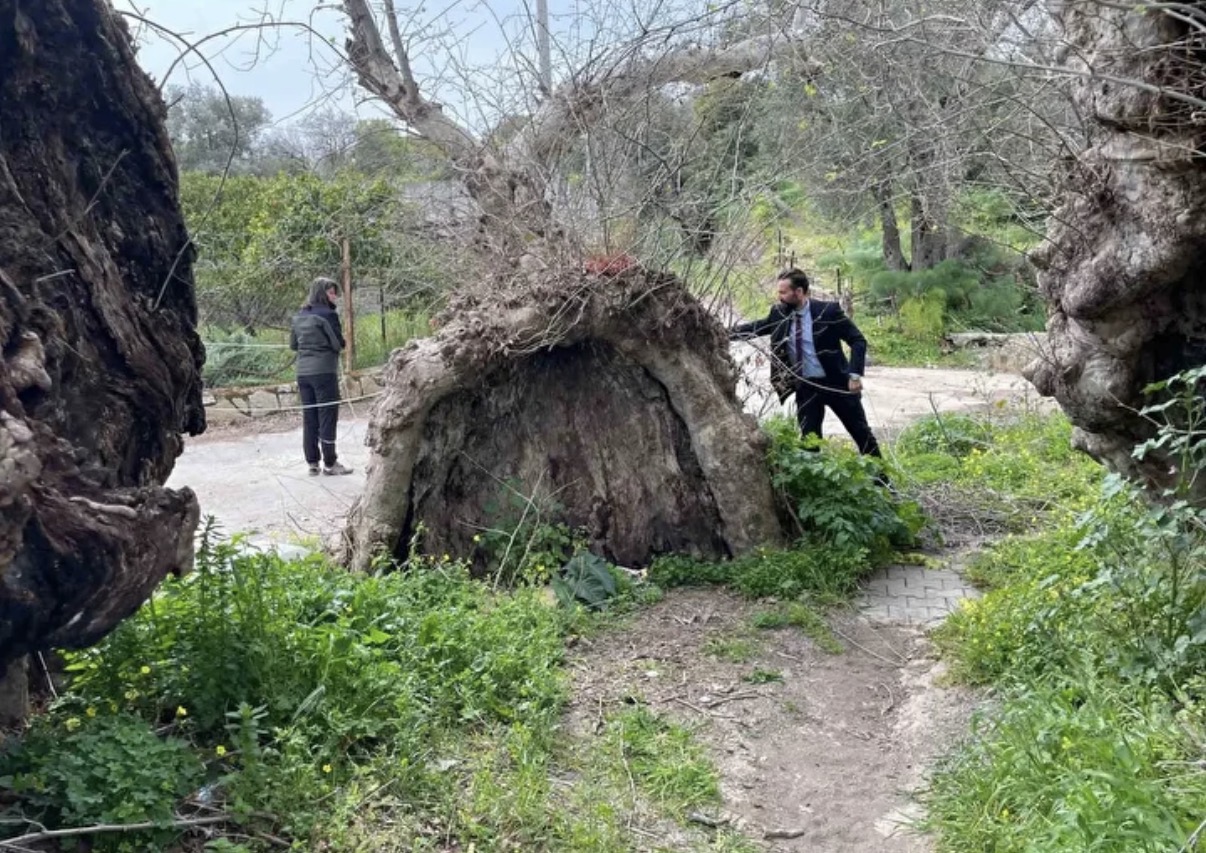 Bodrum’da 2 bin yıllık dev çınar keşfedildi: Çevresi yaklaşık 20 metre